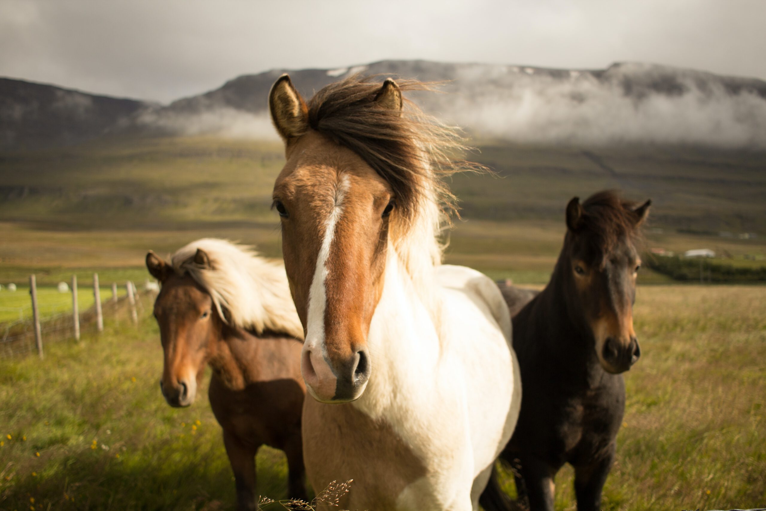 Iceland horses - Photo by Fabian Burghardt on Unsplash